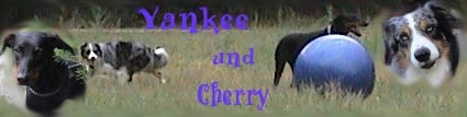 Yankee und Cherry