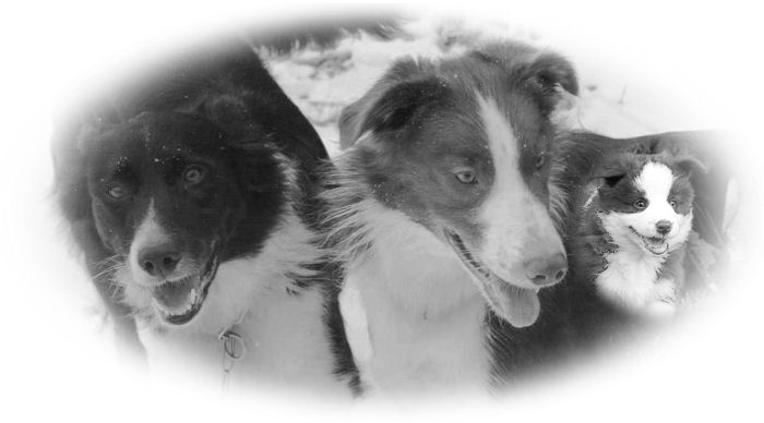 Micko & Balu